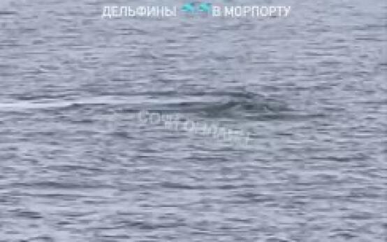 Дельфины в акватории морпортаПодписаться | Прислать новость…