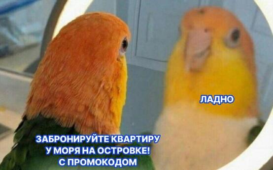 Иногда важно прислушаться к голосам в голове, особенно, если…