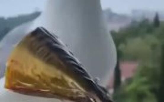 Сочинские чайки питаются даже копченой скумбрией Подписаться…