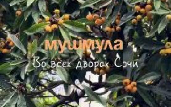 Прекрасная мушмулаПодписаться | Прислать новость…