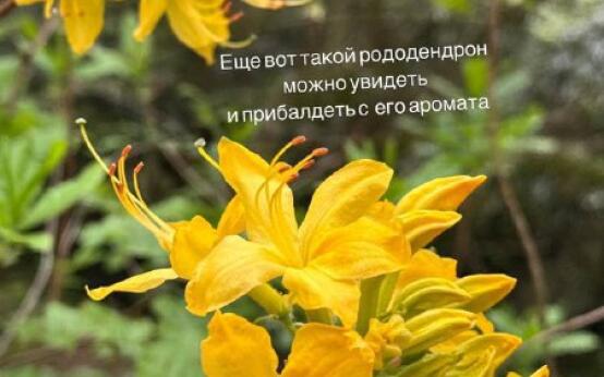 Рододендрон цветет в горах СочиПодписаться | Прислать новост…