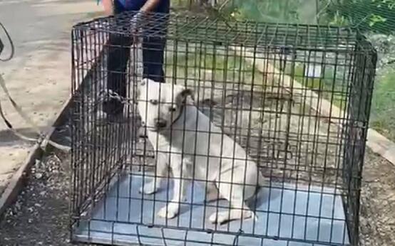 Неизвестные бросили бульдога в сочинском селе Галицино  Прив…