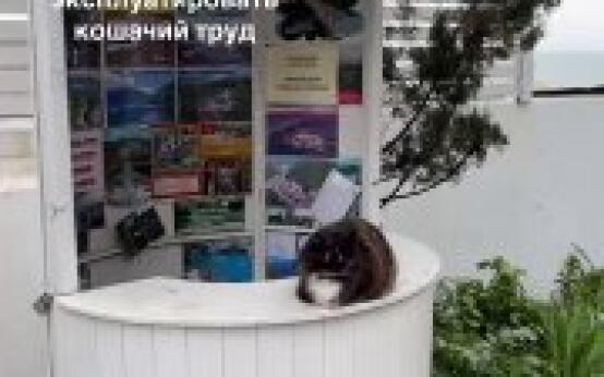 Котики все больше захватывают СочиПодписаться | Прислать нов…
