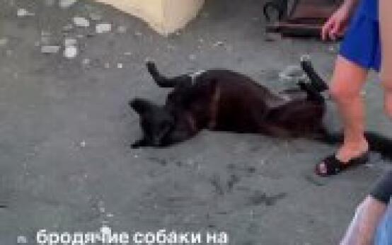 Уличные пёсели в Адлере просят не еду, а ласки Подписаться |…