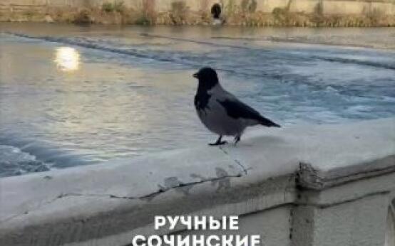 Совсем ручные вороны живут в СочиПодписаться | Прислать ново…