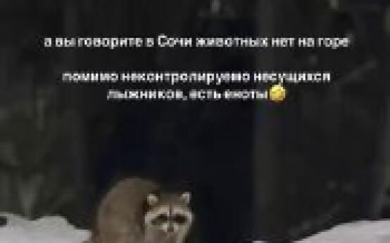 Милого енота заметили на горнолыжной трассеПодписаться | При…