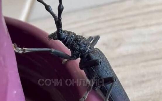 Дальневосточный реликтовый усач приехал погреться на юге Рос…