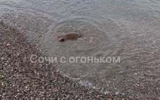 Живого ската прибило к берегу в СочиПодписаться | Прислать н…