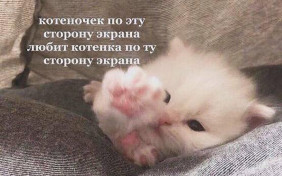 «День кошачьей ласки» отмечается сегодняВы знаете, кого пора…