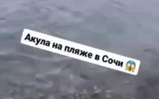 На пляже в Сочи заметили акулу Будьте предельно осторожныПод…