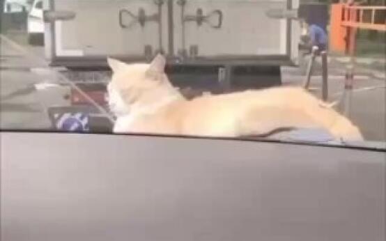 Сочинский котик решил бесплатно прокатиться на автомобиле Ср…